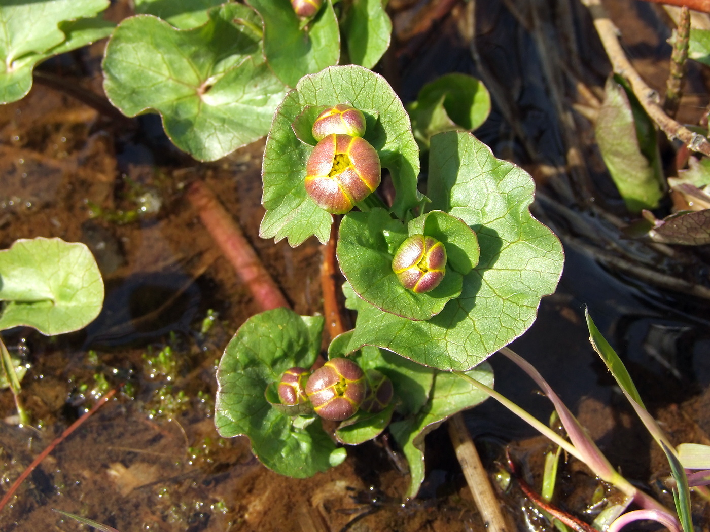 Image of Caltha palustris specimen.