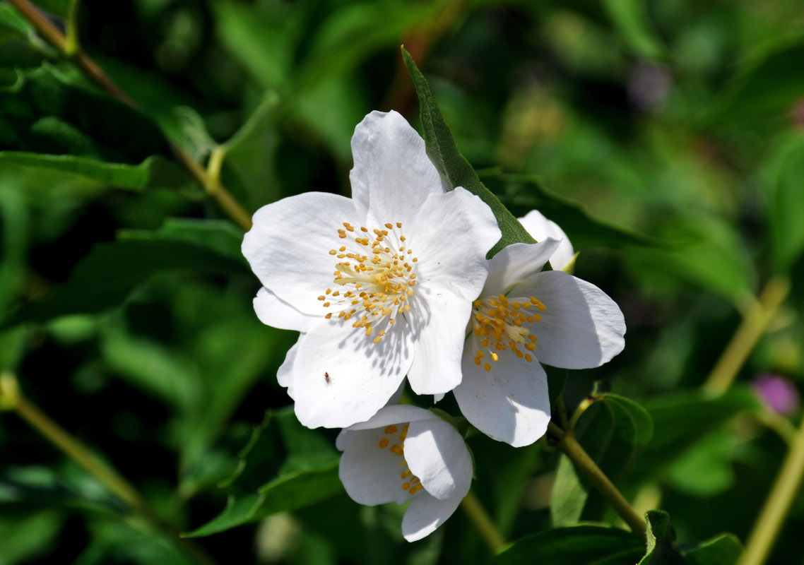 Image of Philadelphus coronarius specimen.