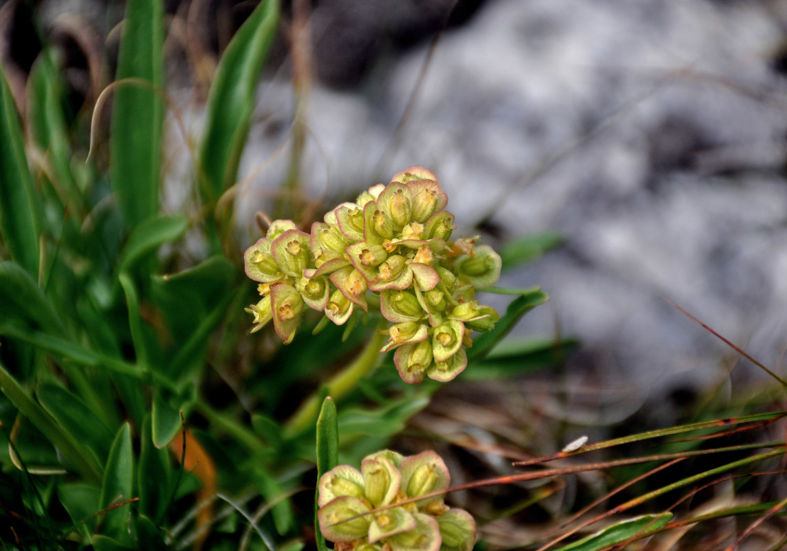 Image of Patrinia sibirica specimen.