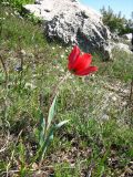 Tulipa hungarica