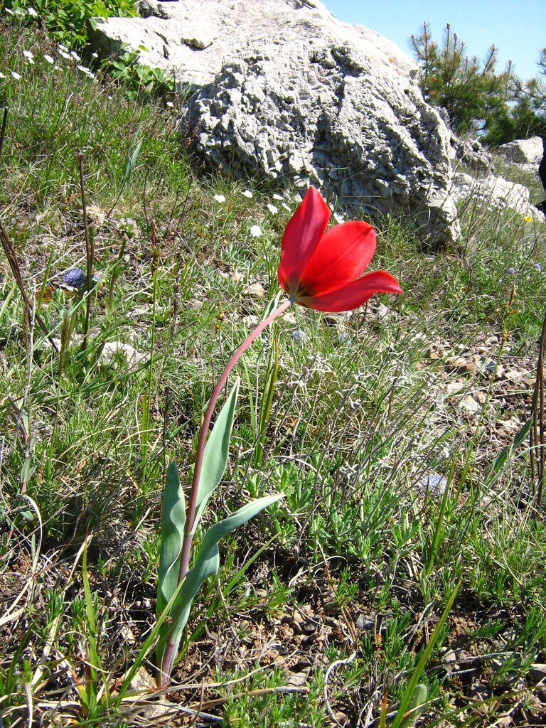 Изображение особи Tulipa hungarica.