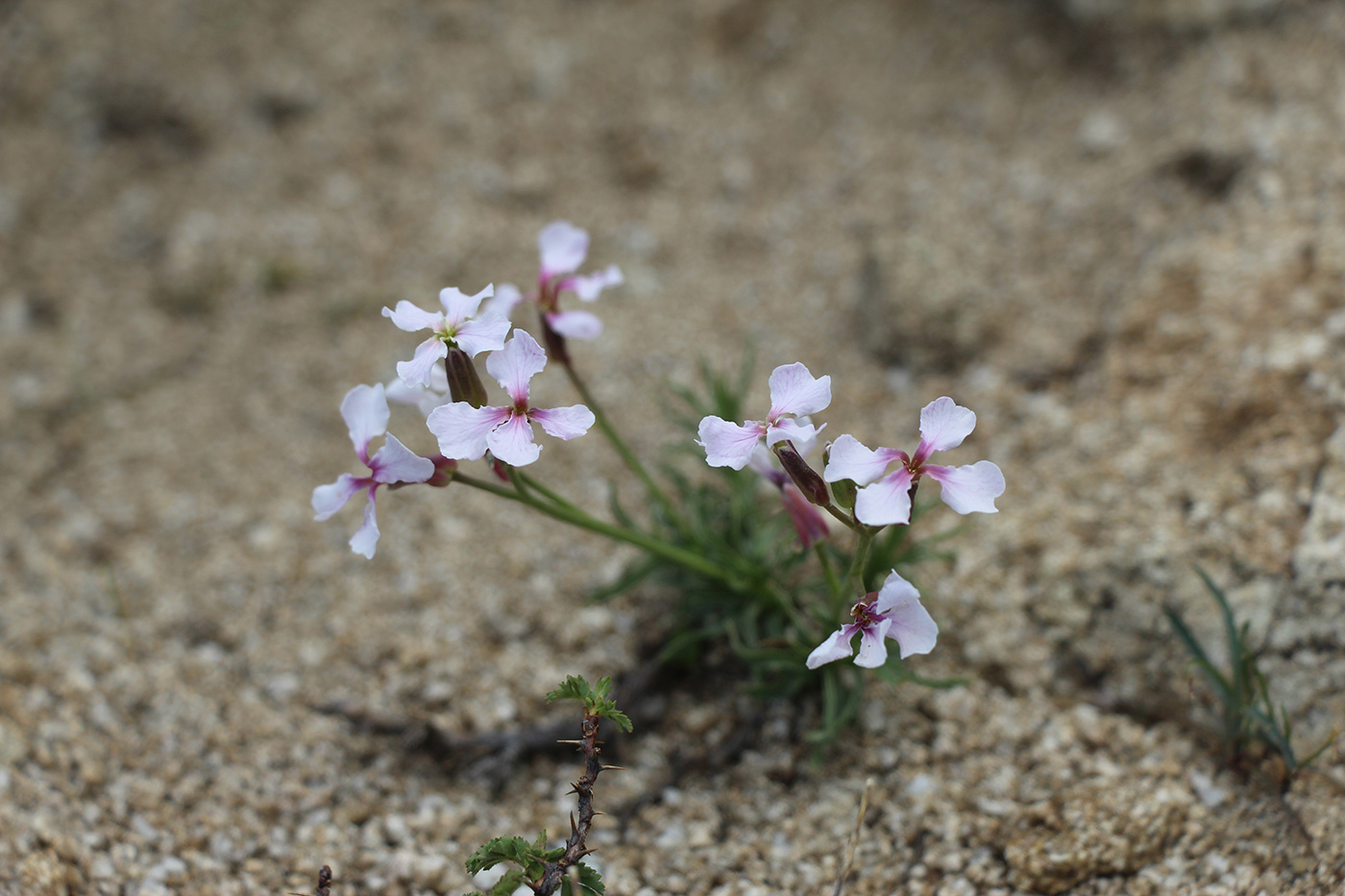 Image of Parrya fruticulosa specimen.