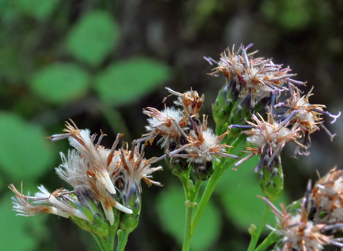 Изображение особи Saussurea parviflora.