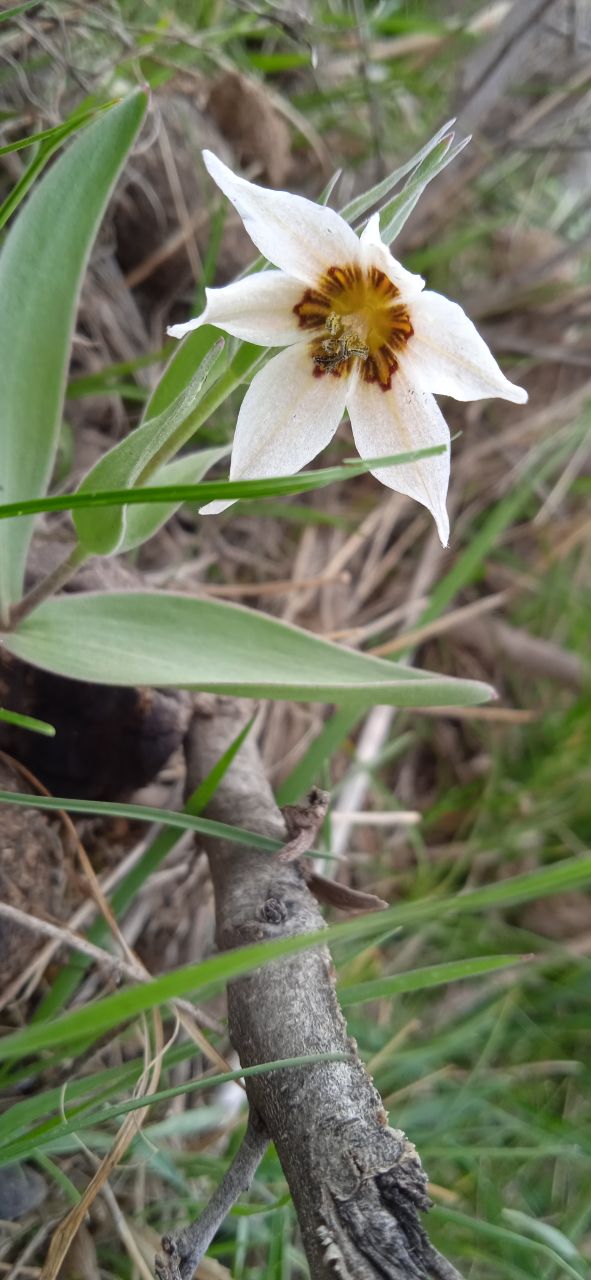 Image of Fritillaria baisunensis specimen.