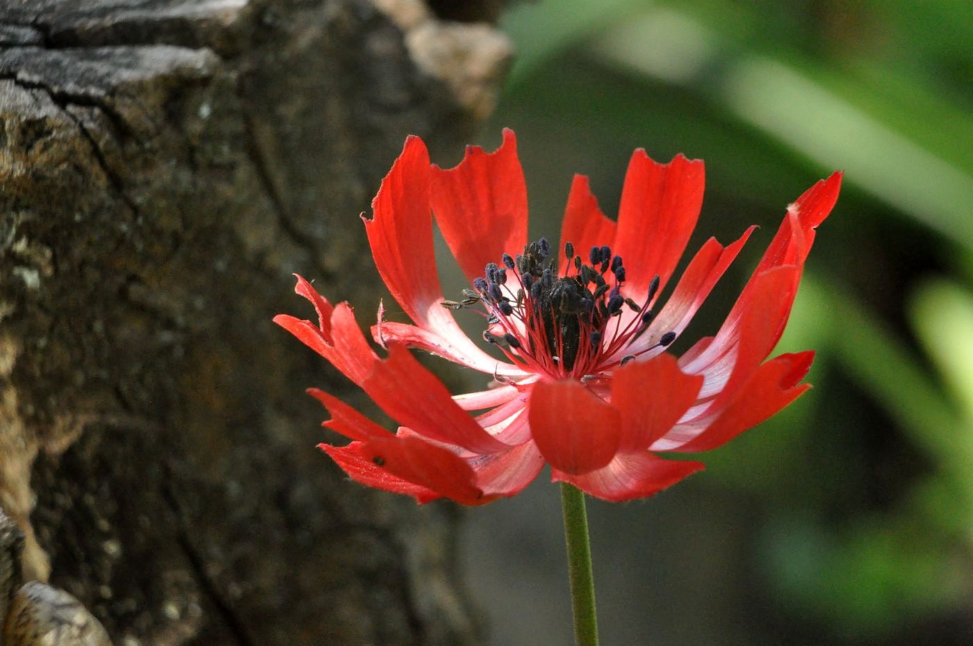 Изображение особи Anemone coronaria.