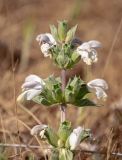 Phlomoides labiosa