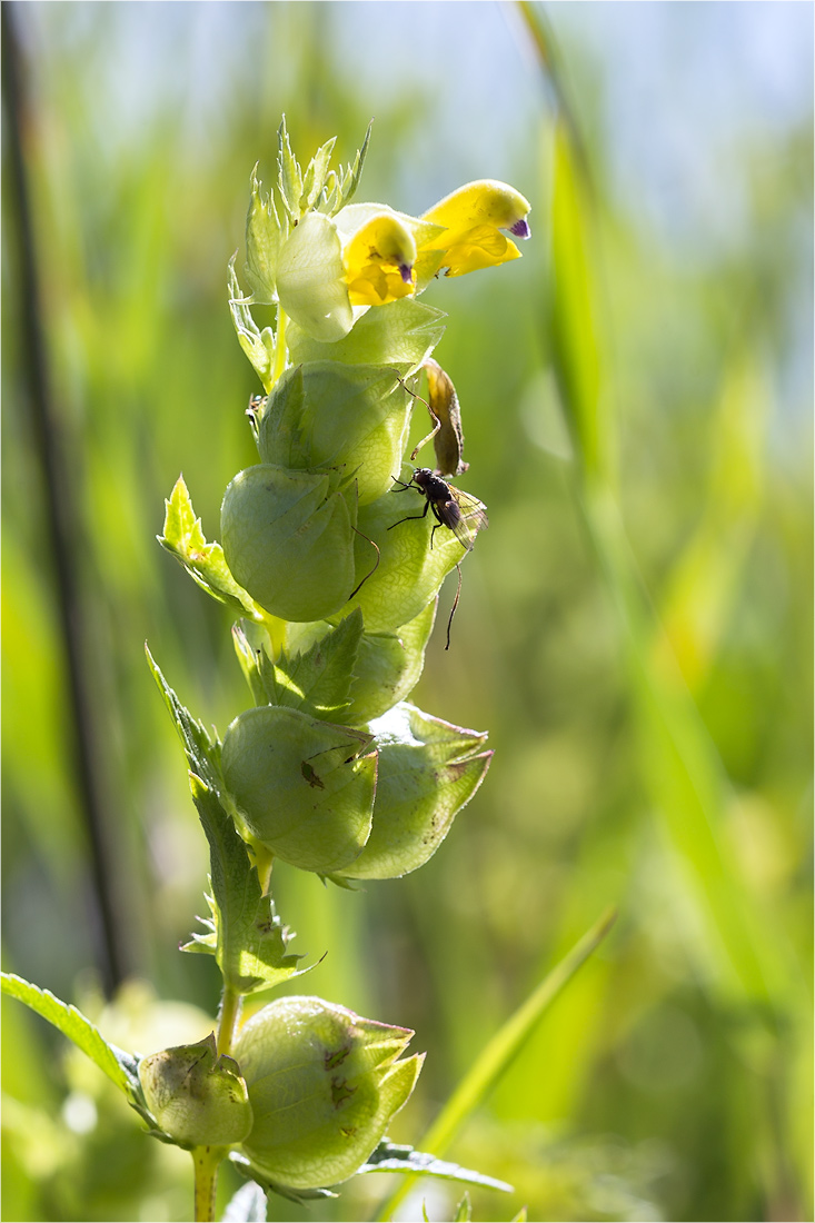 Изображение особи Rhinanthus minor.