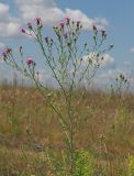 Centaurea stoebe