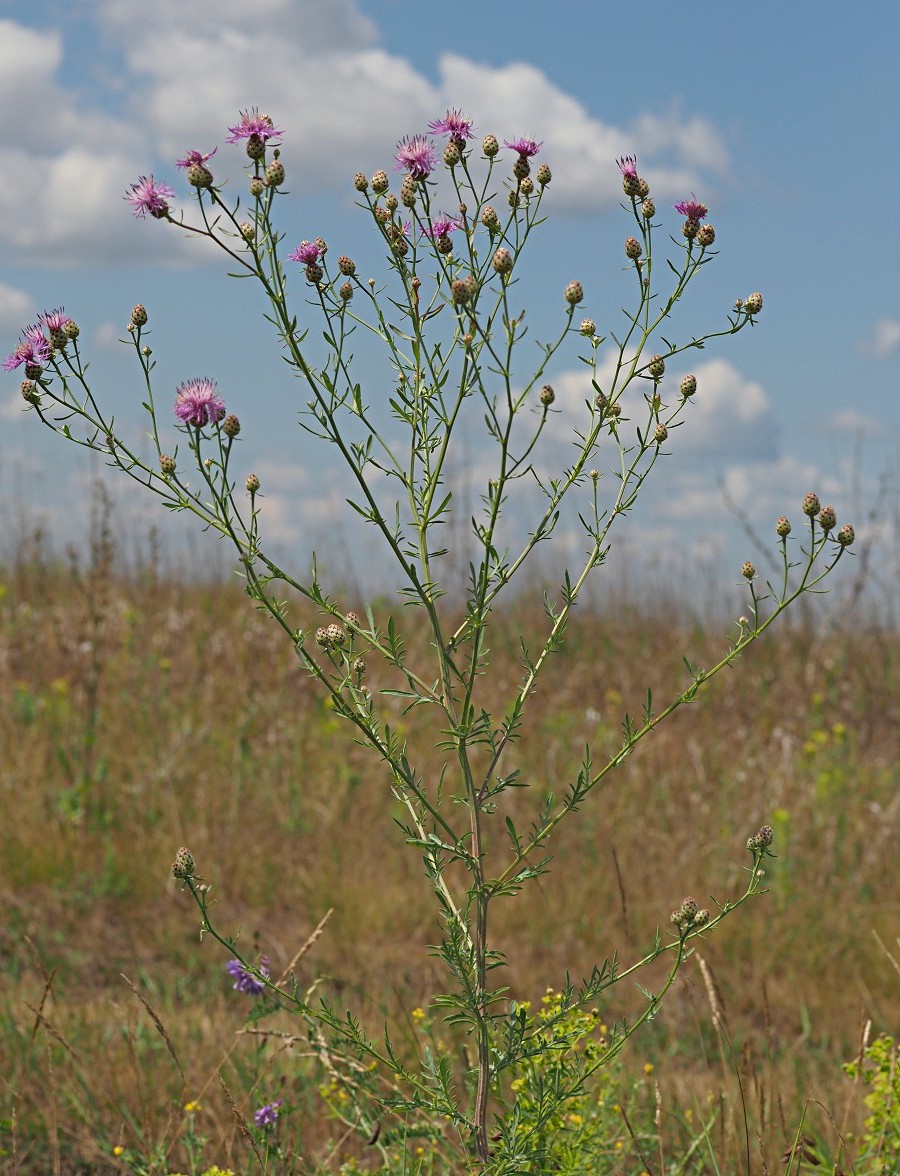 Изображение особи Centaurea stoebe.