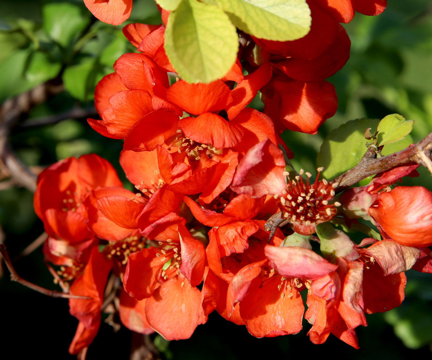 Изображение особи Chaenomeles japonica.