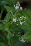 Veronica anagallis-aquatica. Соцветие с цветками и бутонами. Томская обл., г. Томск, пос. Заварзино, правый берег р. Ушайка. 10.07.2021.