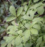 Agrimonia pilosa. Листья. Пермский край, Кунгурский р-н, окр. с. Филипповка, окр. горы Ледяная, лесная дорога вдоль соснового бора. 11.09.2021.