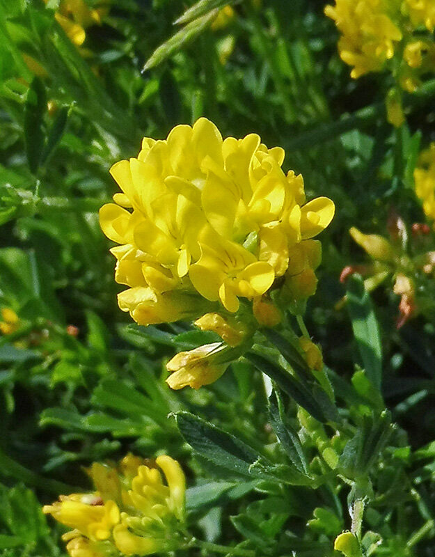 Image of Medicago falcata specimen.