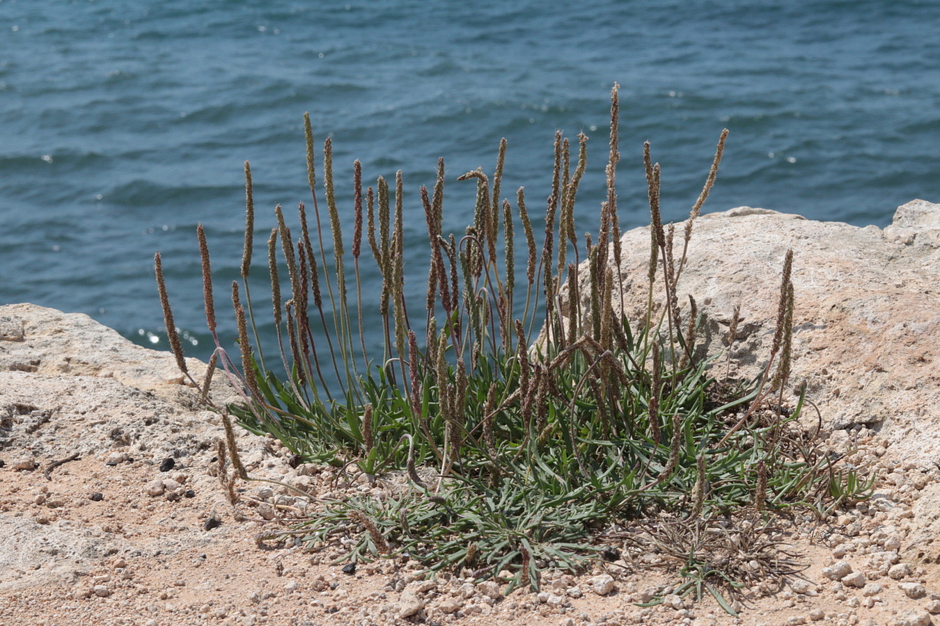 Изображение особи Plantago coronopus.