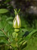 Rosa rugosa. Бутон и части листьев. Магаданская обл., г. Магадан, городской парк, в озеленении. 29.08.2021.