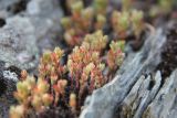 Macrosepalum tetramerum. Отцветающие растения. Узбекистан, хребет Нуратау, Нуратинский заповедник, урочище Маджерумсай, около 800 м н.у.м., каменистый склон. 13.04.2016.