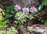 Thymus collinus. Молодое цветущее растение. Абхазия, гора Ах-Аг, выс. ок. 2200 м н.у.м., субальпийский луг на каменистой почве. 08.08.2021.