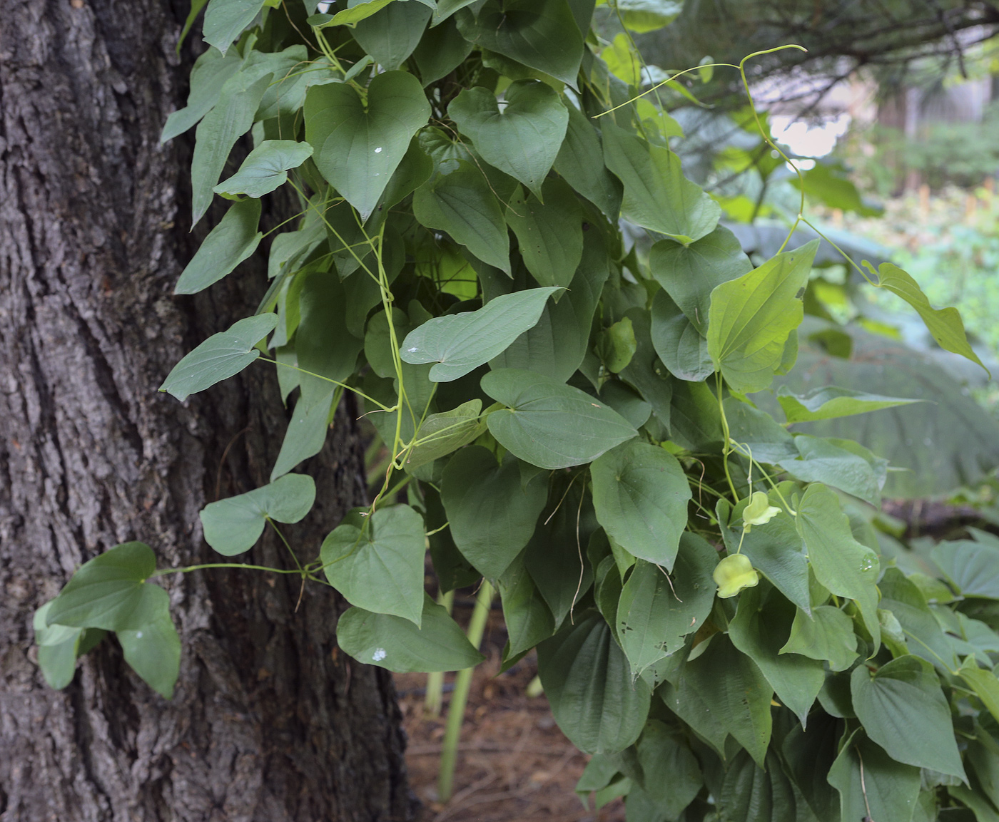 Image of Dioscorea caucasica specimen.