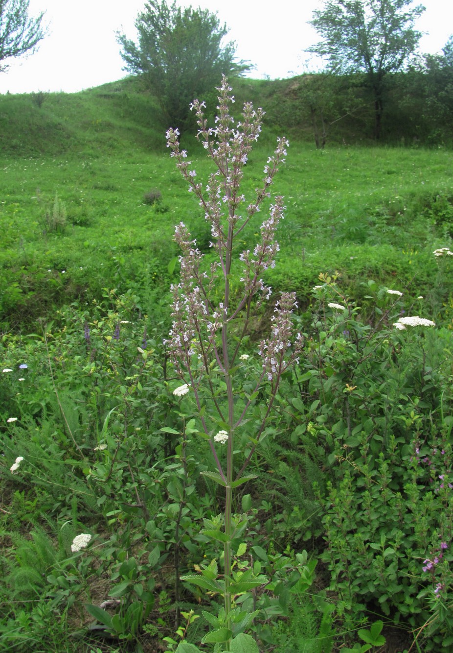 Image of Nepeta nuda specimen.