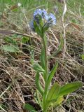 Myosotis imitata