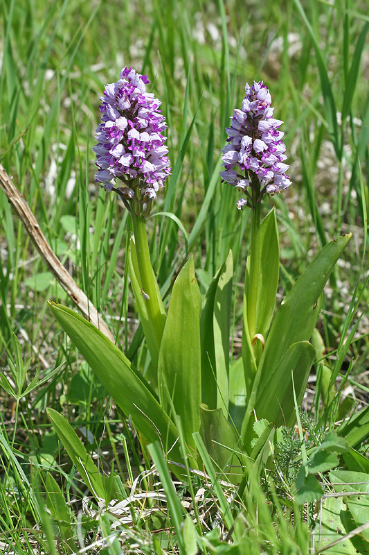 Изображение особи Orchis militaris.