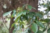 Quercus glauca. Верхушка веточки. Краснодарский край, г. Сочи, парк \"Дендрарий\", рядом с бассейном Ракушка, в культуре. 11.05.2021.