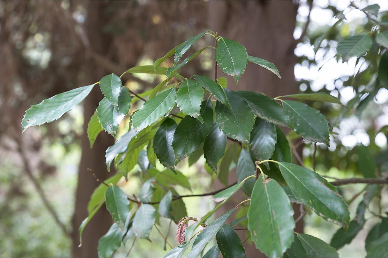 Image of Quercus glauca specimen.