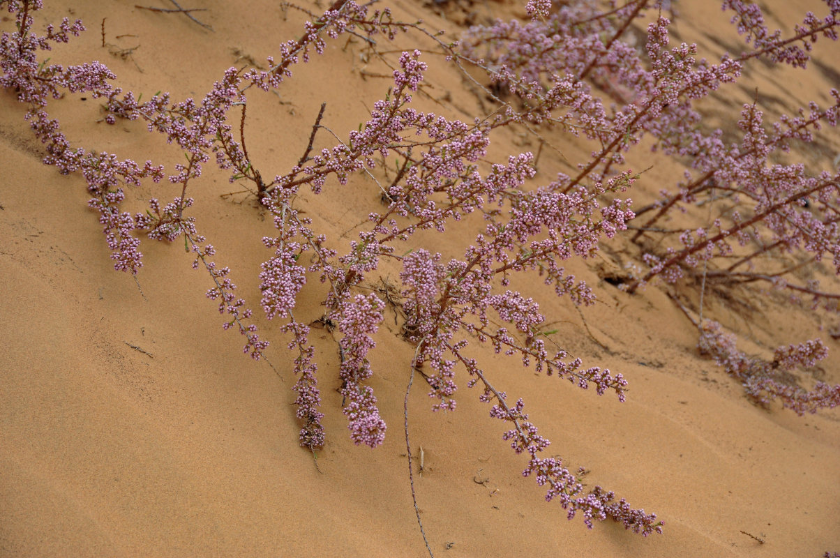 Image of Tamarix laxa specimen.