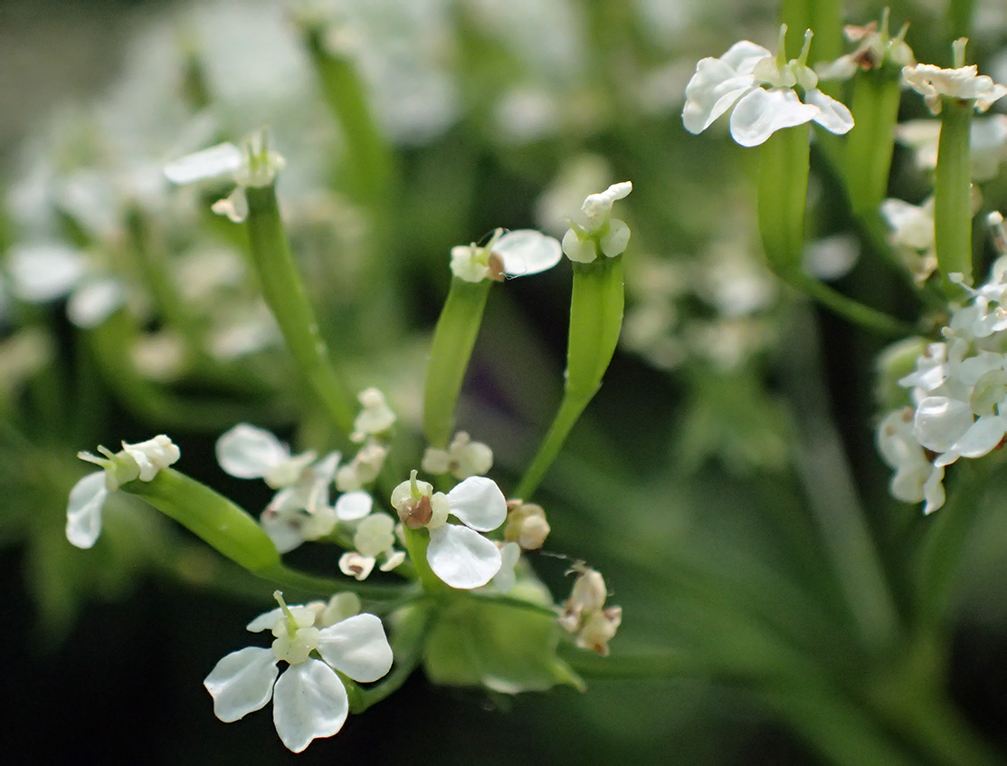 Изображение особи Anthriscus sylvestris.