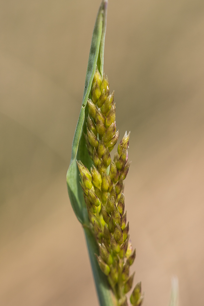 Image of Hierochloe repens specimen.