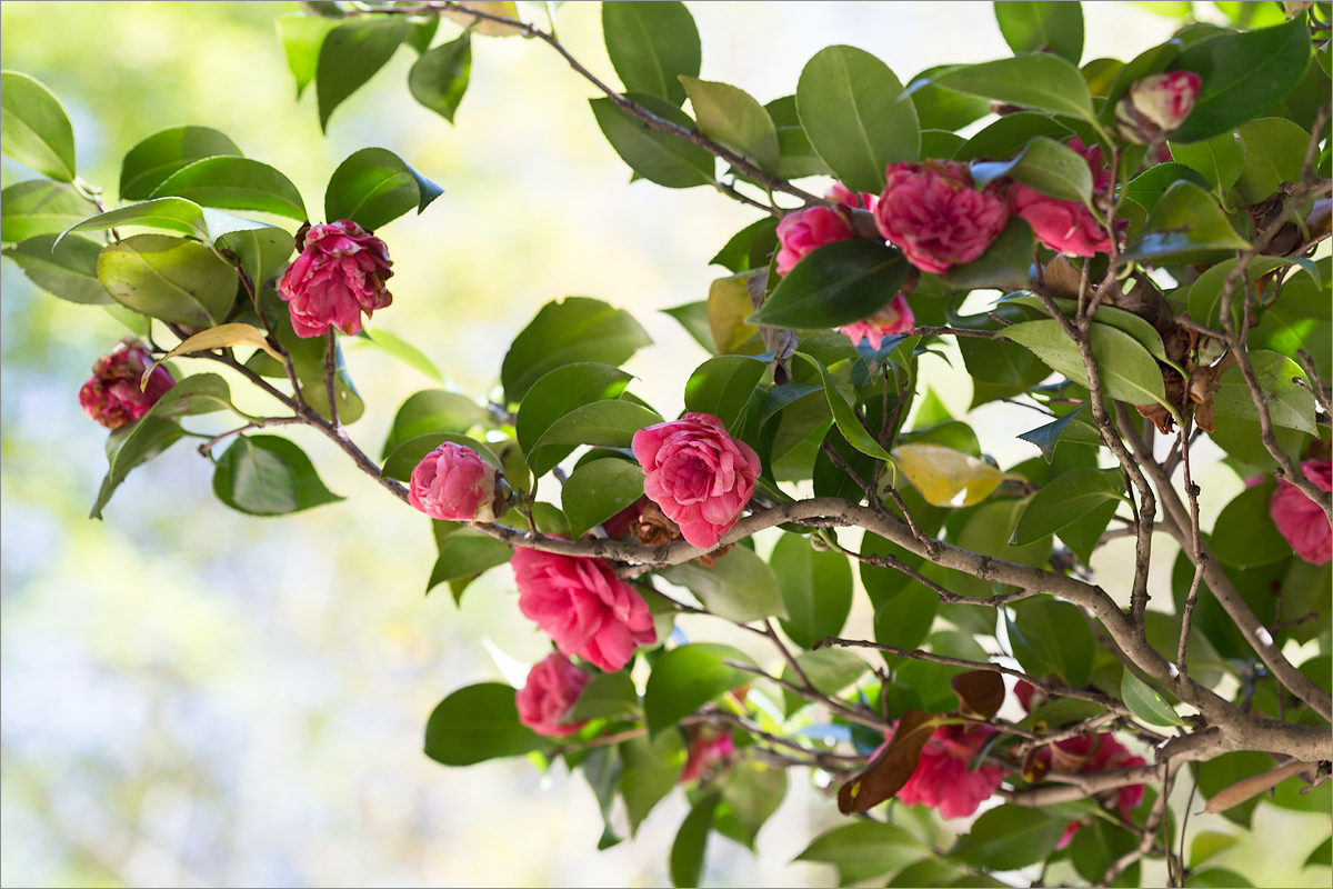 Изображение особи Camellia japonica.