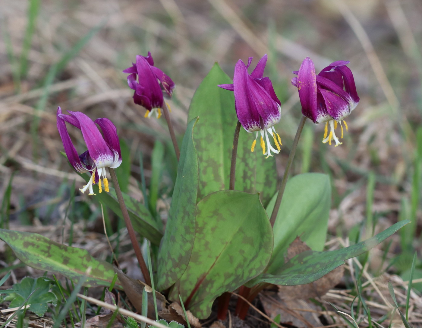 Image of Erythronium sibiricum specimen.