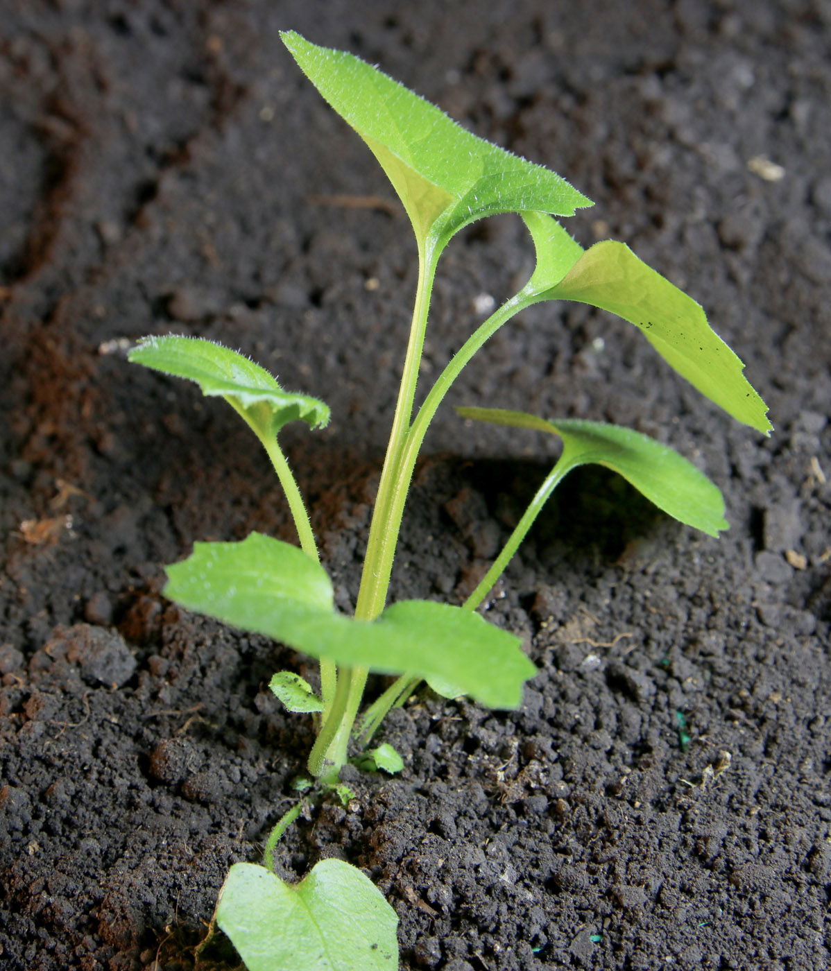 Изображение особи Doronicum orientale.