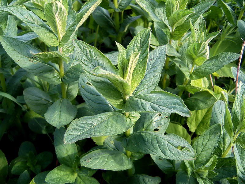 Image of Mentha longifolia specimen.