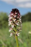 Neotinea ustulata. Соцветие. Крым, Тырке яйла, луговина на склоне. 05.06.2022.