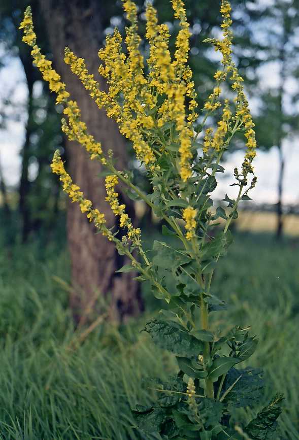 Изображение особи род Verbascum.