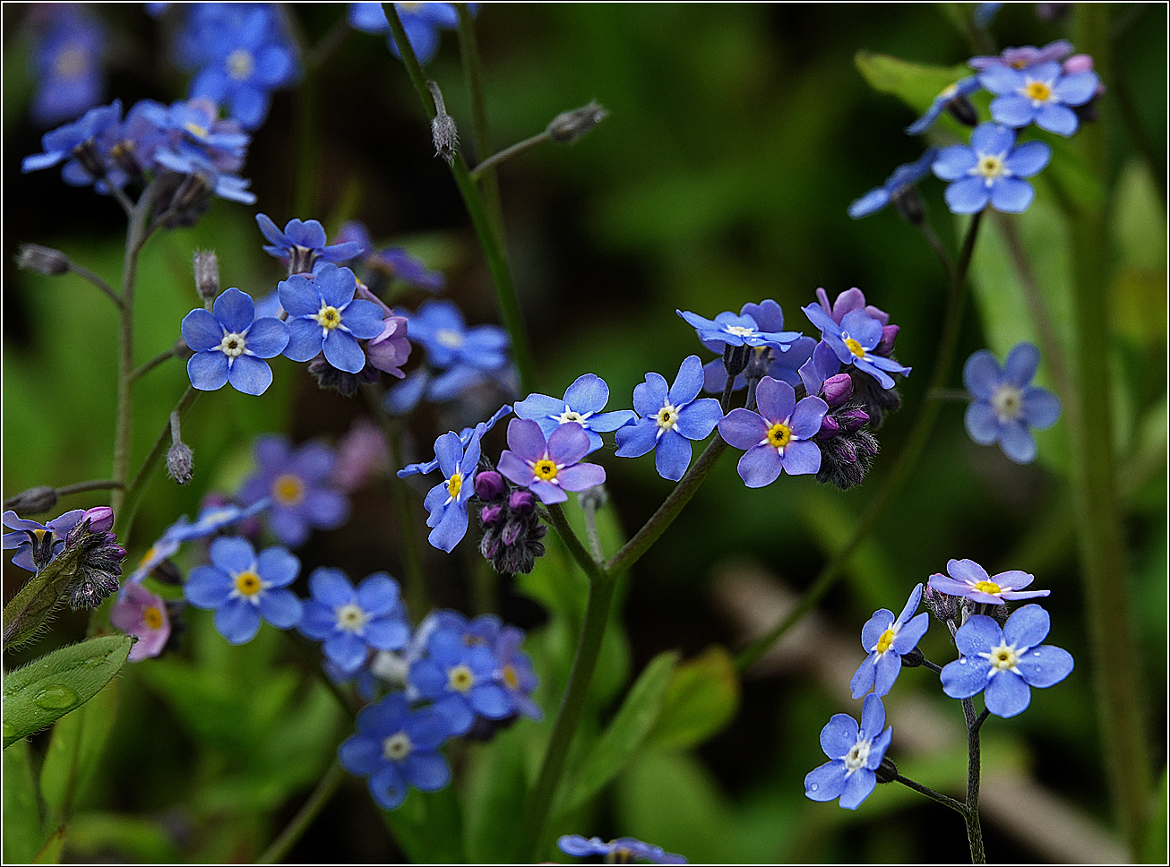 Незабудка Лесная Myosotis sylvatica. Незабудка Myosotis sylvatica Miro. Незабудка Плантариум. Myosotis sylvatica (alpestris) Mix.