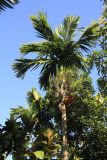 Areca catechu