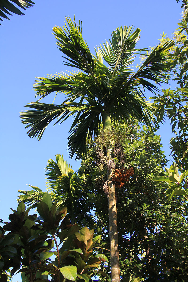 Image of Areca catechu specimen.