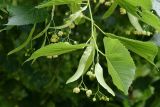 Tilia americana