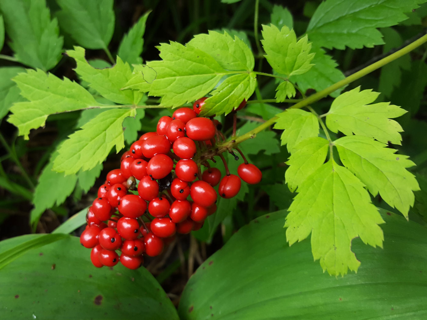 Изображение особи Actaea erythrocarpa.