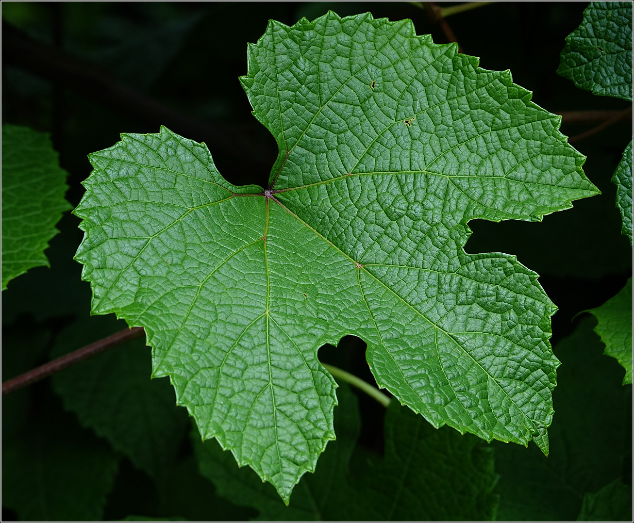 Изображение особи Vitis amurensis.