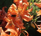 Lilium lancifolium. Цветки ('Flore Pleno') с кормящимся шмелём. Тверская обл., Весьегонск, в культуре. 10 августа 2022 г.