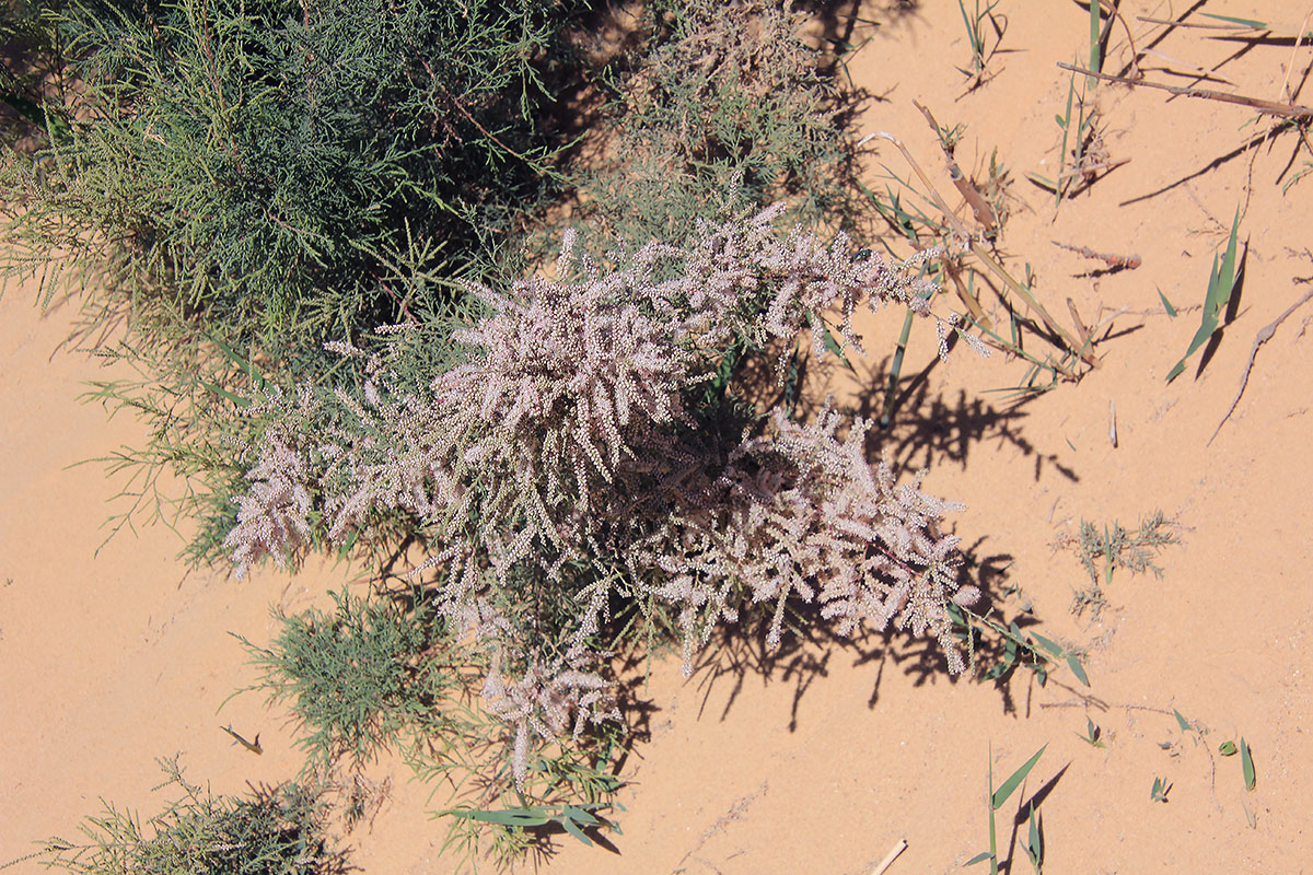 Image of genus Tamarix specimen.