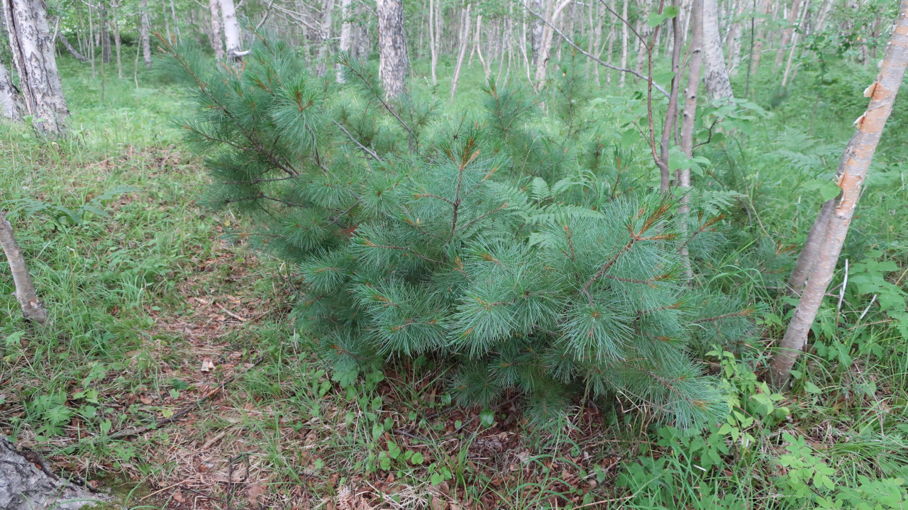 Image of Pinus pumila specimen.