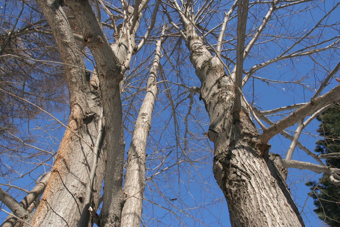 Изображение особи Tilia begoniifolia.