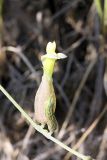 Astragalus krauseanus. Цветок. Южный Казахстан, подгорная степь в 1.5 км восточнее пос. Амангельды. 29.06.2010.