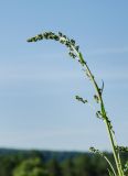 genus Artemisia. Верхушка бутонизирующего (?) побега. Челябинская обл., Нязепетровский р-н, Шемахинское сельское поселение, окр. с. Арасланово, вершина Камня Лось. 3 июля 2022 г.