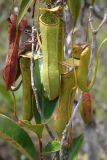 Nepenthes gracilis