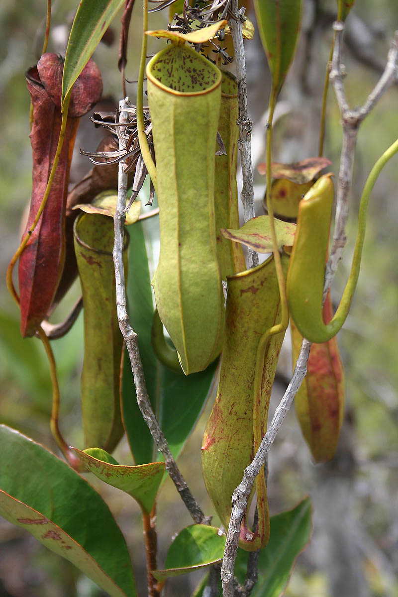 Изображение особи Nepenthes gracilis.